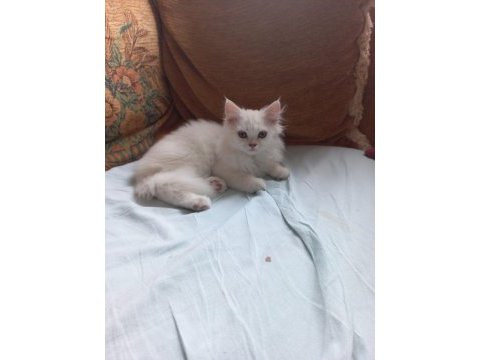 Anne altından erkek chinchilla