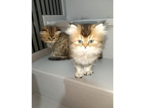 Golden black british longhair