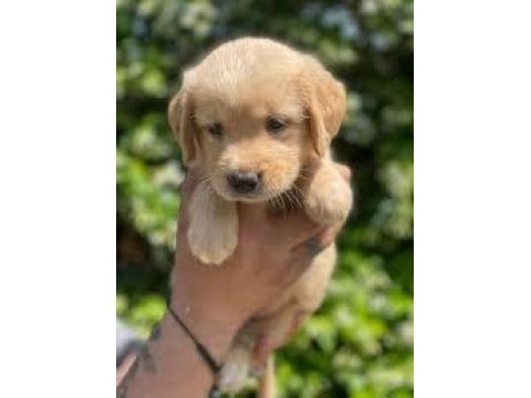 Teslime hazır golden retriever bebekler