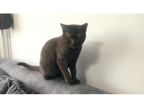 British shorthair kedisi 8-10 aylık