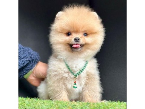 Sevimli pomeranian boo yavrularımız