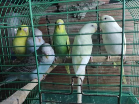 Sağlıklı takım muhabbet kuşları