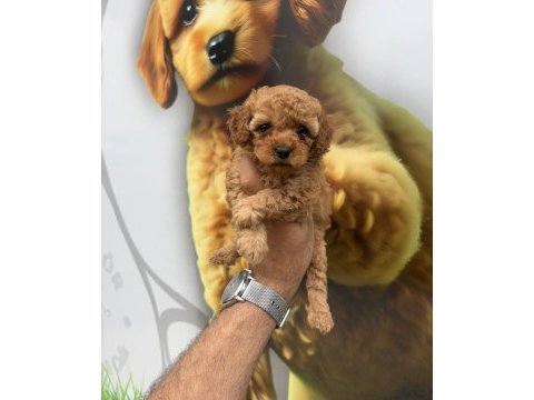 Toy poodle yavrularımız