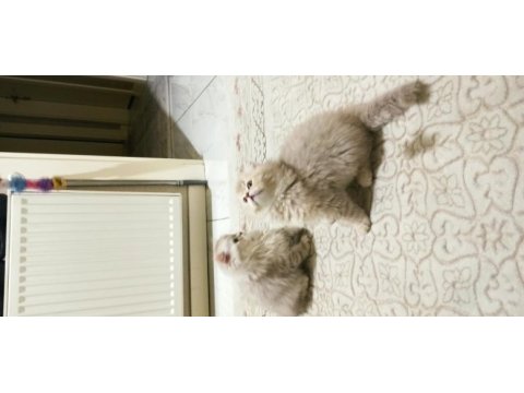 British longhair ns 11 silver