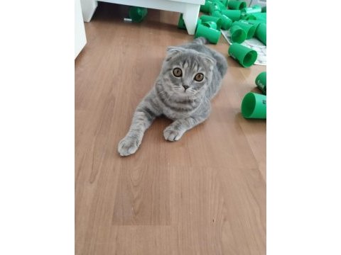 Scottish fold