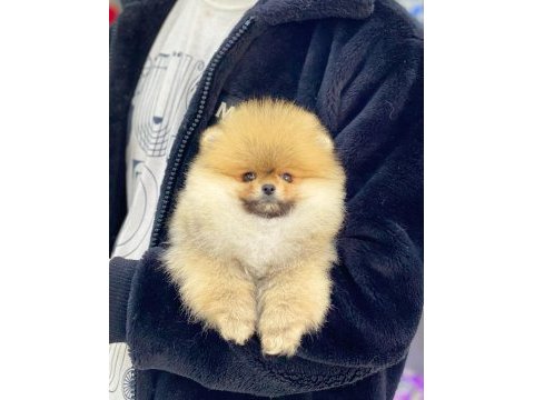 Teddy bear pomeranian adana da görüp almak isteyenlere