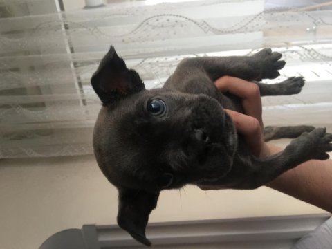 2 aylık french bulldog blue yavru