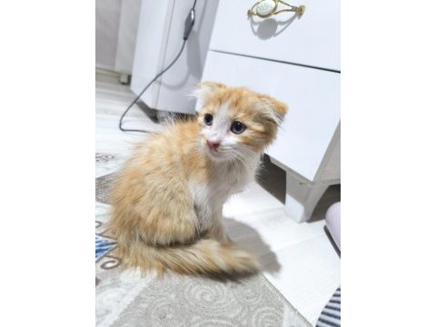 Kedimiz satılık değil sahiplendirilecektir