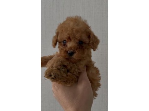 Orjinal kore kan toy ve teacup poodle yavrular