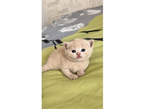 Tam bir barbie british shorthair