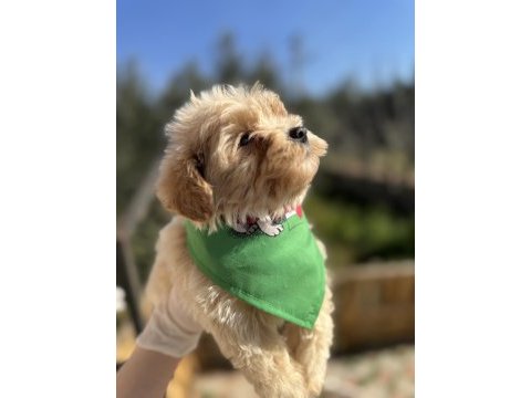 Orijinal maltipoo erkek yavrumuz