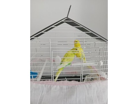 3 çift muhabbet 1 çift sevda papağanı