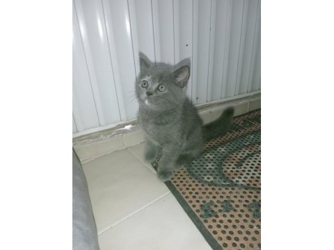 British shorthair yavrular