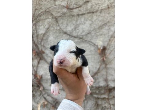29 ekim doğumlu border collie yavrular