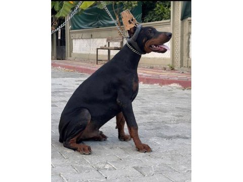 A class fcı kıf şecereli doberman son yavru