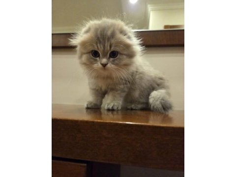 Scottish fold longhair safkan yavru
