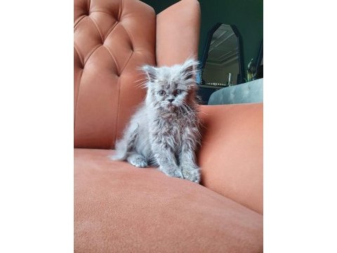 3,5 aylık british longhair