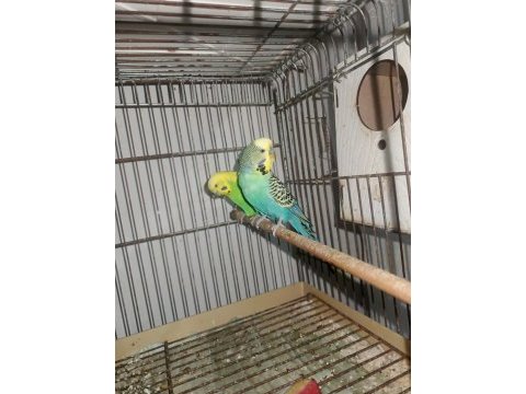 Özel renk muhabbet kuşu çifti