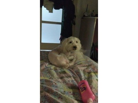 Maltese terrier köpeği