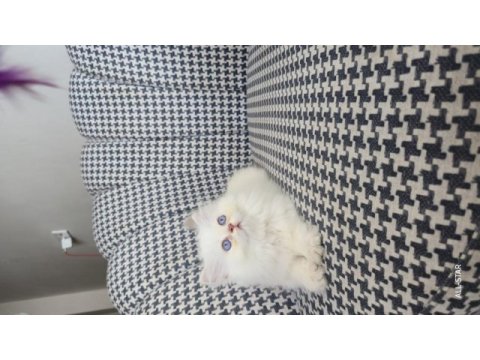 British longhair golden point erkek