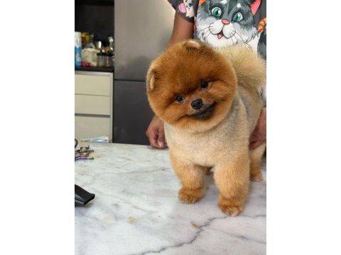 15 aylık kusursuz erkek teddy bear surat pomeranian