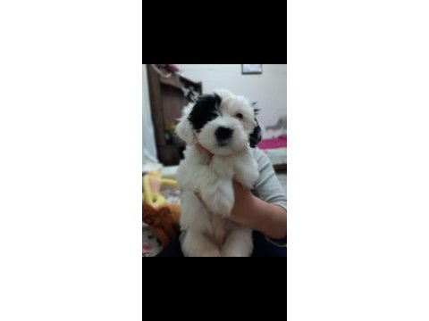 Terier malta maltese maltipoo sıfırboy