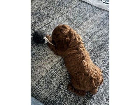 Acil sahiplendirilecek yavru toy poodle