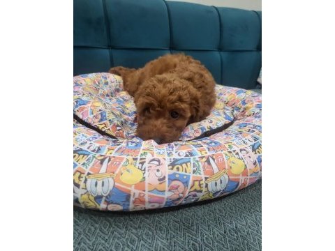 Son erkek poodle yavrum çok iyi fiyat