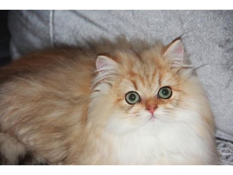 Sarı prensin hayat arkadaşı olmak istemez misin