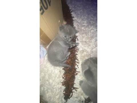British shorthair yavru kedilerim