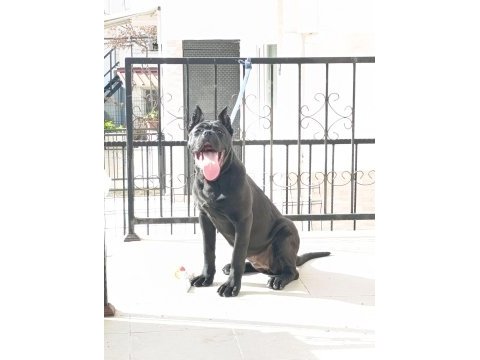 Panter cane corso