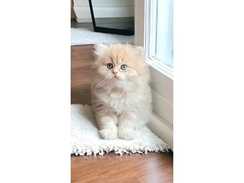 Soy ağacı belli longhair kedimiz