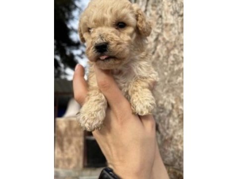 A+a kalite ped eğitimli maltipoo bebekler