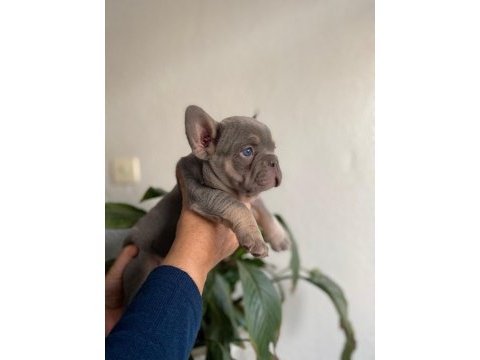 Üst düzey mavi gözlü french bulldog yavrularımız