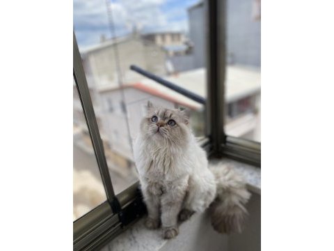 British shorthair ücretsiz sahiplendirilecektir