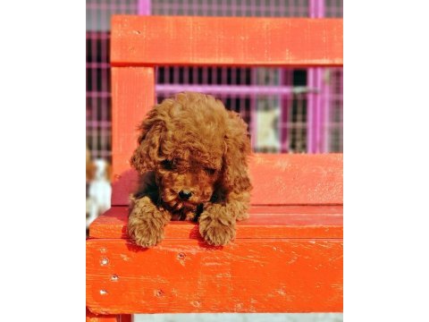 Poodle en özel yavrular