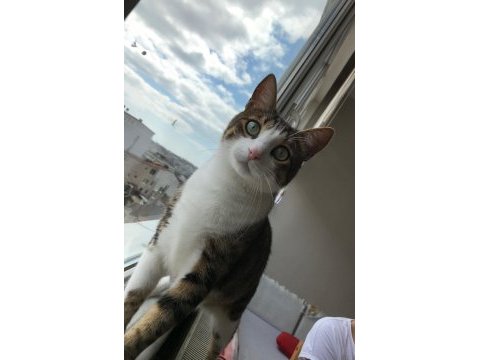 Acil yuvaya ihtiyacı olan bir kedimiz