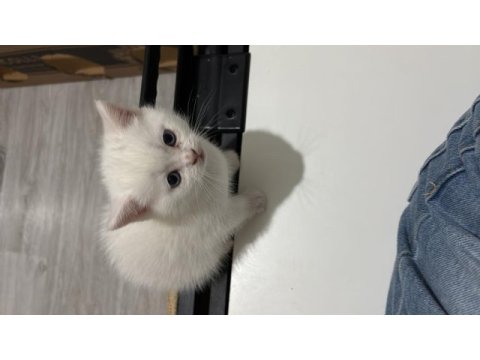 2 aylık british shorthair bebişlere yuva arıyorum
