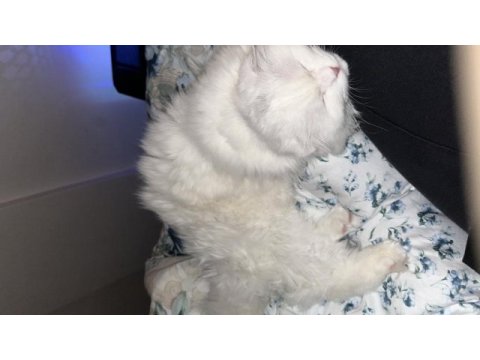 1 yaşında scottish fold beyaz
