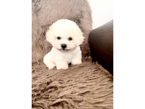 3,5 aylık erkek bichon frise