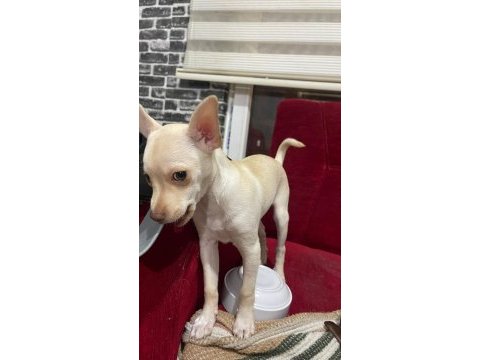 Orjinal beyaz renk 2 aylık chihuahua cinsi yavru