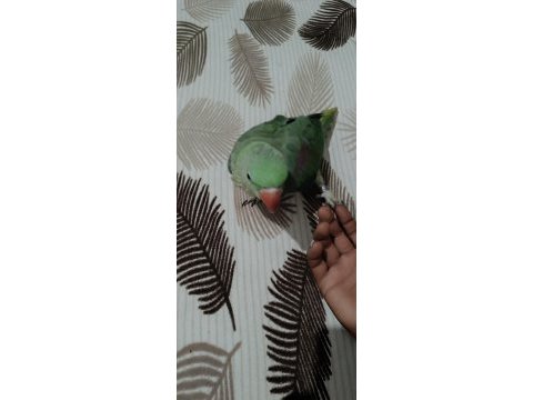 Alexander papağanı 6 aylık erkek