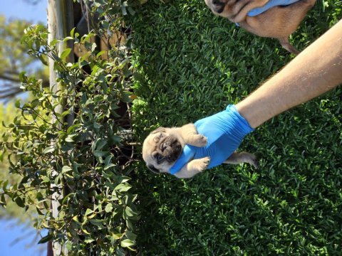 Muhteşem pug mobs yavrularımız