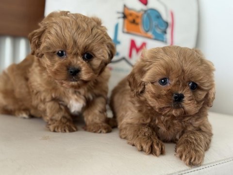 Petmode köpek çiftliğinde ziyarete açık kore maltipoo