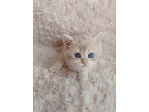 Golden british shorthair kızlar serisi