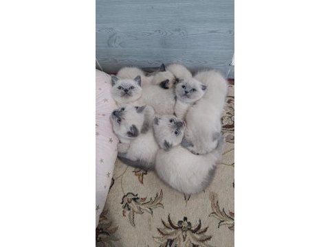 Blue point british shorthair yavrular