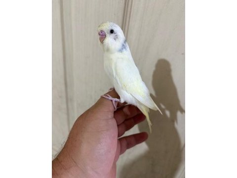 30 günlük harika erkek bebek muhabbet kuşu
