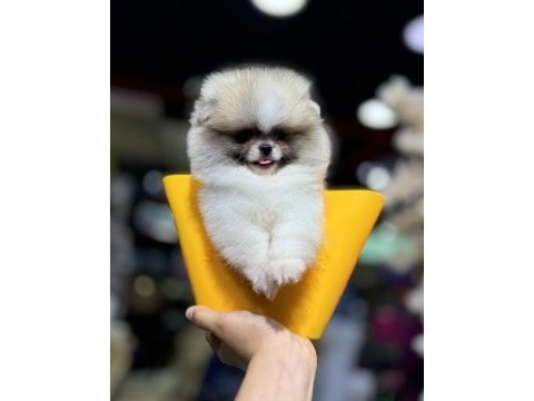 En özel renk pomeranian