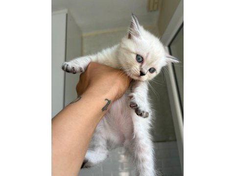 British shorthair kediler