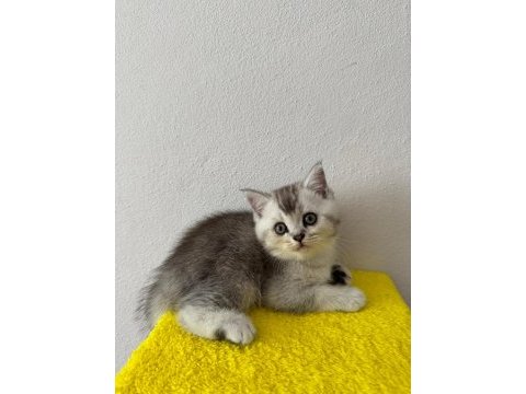 British shorthair yavrumuz